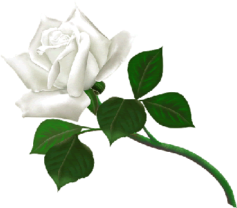 rosa del alba