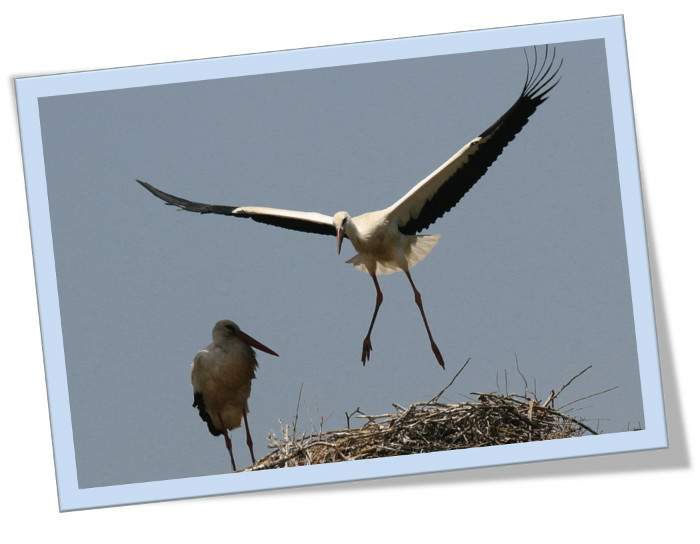 Cada vez que intento alzar el vuelo, poema de Bego&ntilde;a Abad