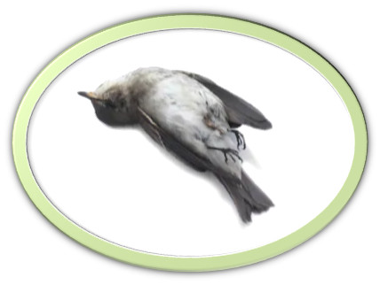 poesía de Mª Esther Ruiz