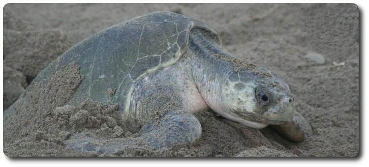 tortugas cubren los huevos con la arena