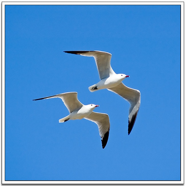 poema de  Fernando Enrique Z&aacute;rate