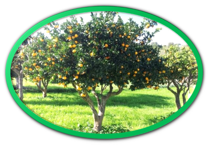 relato de Lola Sanchez