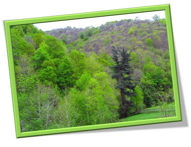 El pino solitario, poema de  Benedicto Cuervo �lvarez 