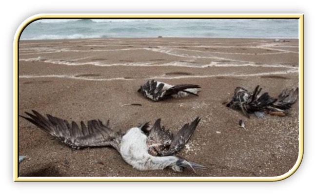 poema de Isabel 
                      Marina