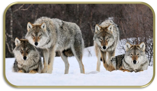 poema de José Luis Posa